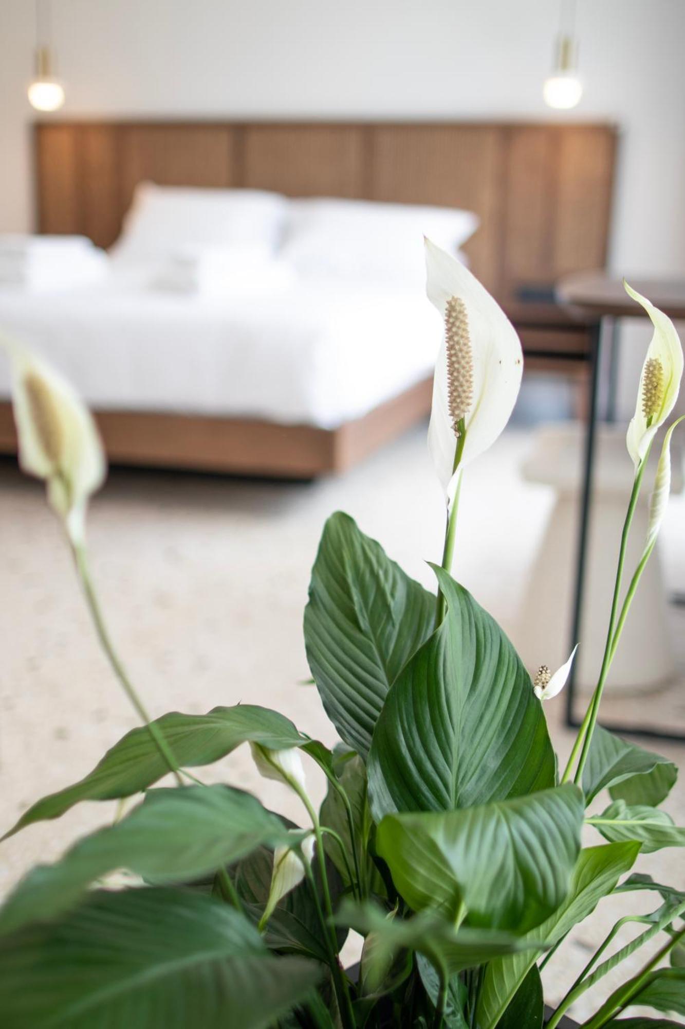 Mythodea Athens Suites エクステリア 写真